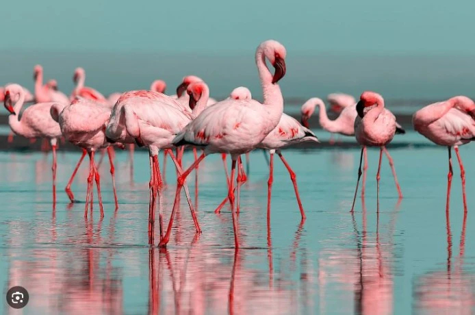 المديرية العامة للغابات:  تسطير برنامج ثري بمناسبة اليوم العالمي للطيور المهاجرة