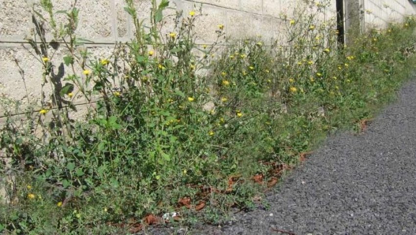 Algérie (Relizane) -  Les herbes sauvages envahissent les sites résidentiels ...
