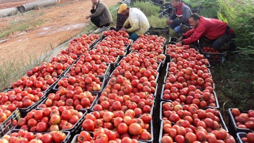 Algérie (El Tarf) - Filière de la tomate industrielle: Les agriculteurs réclament la révision des aides de l’État