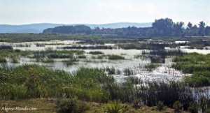 Algérie (El Tarf) -  Moins d'oiseaux migrateurs et des explications