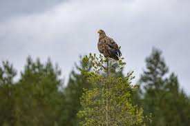 Planète (France/Europe) - Chasse: le pygargue à queue blanche, une espèce d’aigle «en danger critique»