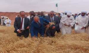 Adrar: une production de plus d'un million de quintaux de céréales attendue cette saison
