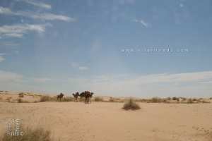 Vente lait de la chamelle à Mih Ounsa (El Oued)