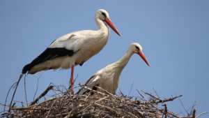 Journée mondiale des oiseaux migrateurs Espèces en danger!