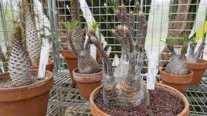 Planète (France/Europe) - REPORTAGE.  Certains collectionneurs sont prêts à payer des sommes complètement folles pour les avoir : le trafic juteux des plantes grasses en hausse