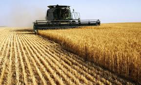 Algérie (Timimoun/Adrar) -  La production de céréales en hausse