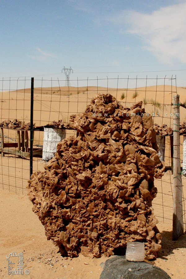 À la découverte des mystères des roses des sables : Cristallisations de beauté dans les déserts
