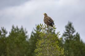 Planète (France/Europe) - Chasse: le pygargue à queue blanche, une espèce d’aigle «en danger critique»