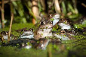 Planète (France/Europe) - Trois idées pour protéger la biodiversité près de chez soi