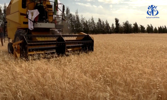 M'sila: une production prévisionnelle de plus de 530.000 qx de céréales