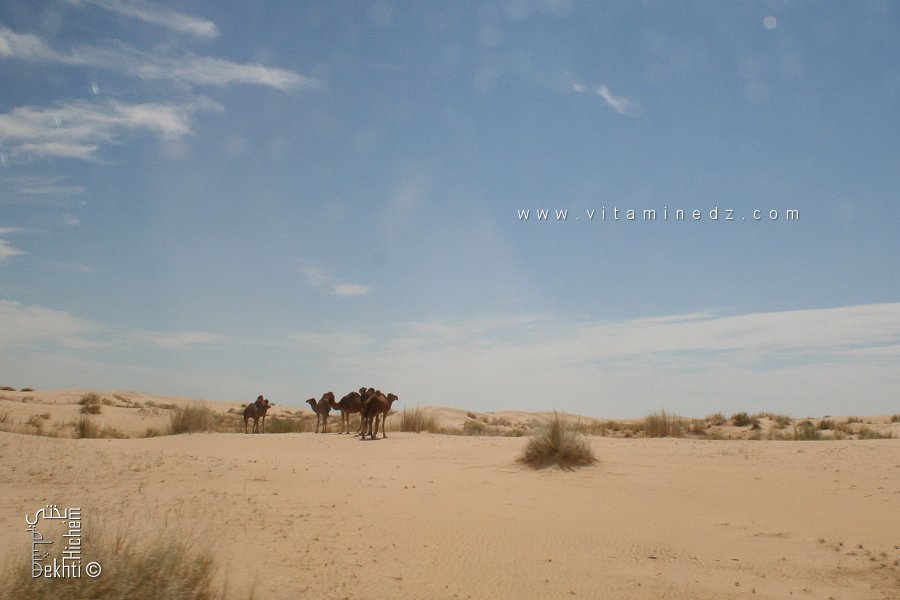 Vente lait de la chamelle à Mih Ounsa (El Oued)
