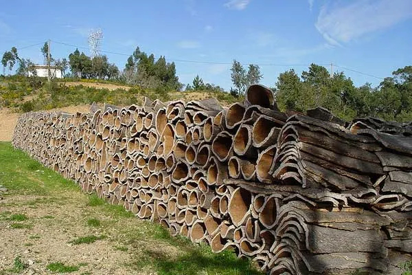 الغابات تحارب عصابات الفلين بجيجل