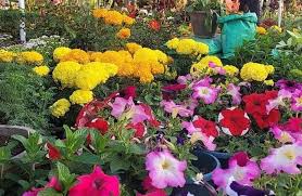 Algérie (Blida) - La foire des roses jusqu’au 30 mai