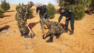 Dossier / LA FORÊT ALGÉRIENNE FACE AUX DÉFIS DES INCENDIES ESTIVAUX II.- Le Barrage vert : quand l'armée s'implique dans la lutte contre la désertification