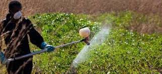 Planète (Agriculture)  -  La FAO préoccupée par l'utilisation croissante de pesticides