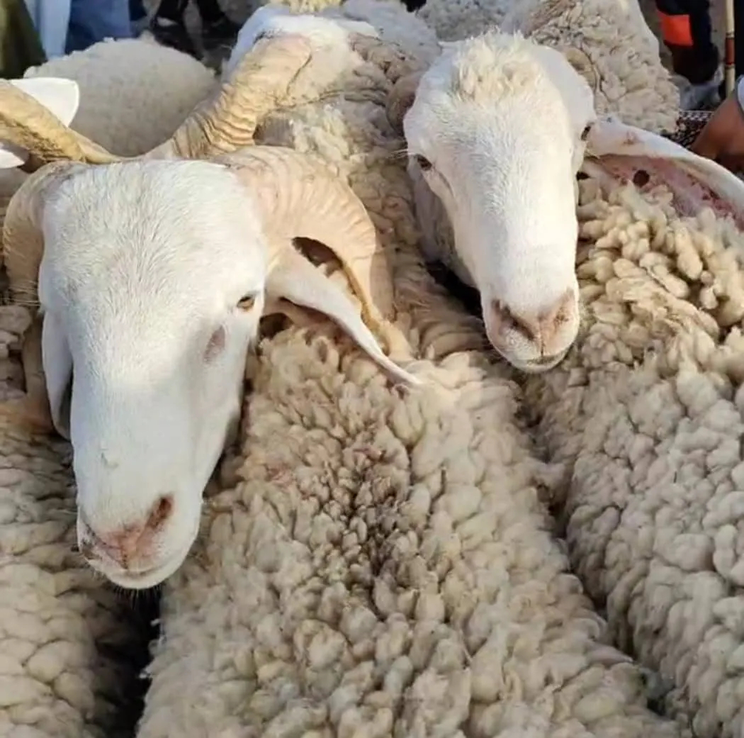 عرض وفير أمام عزوف الطلب بسوق الماشية في البليدة