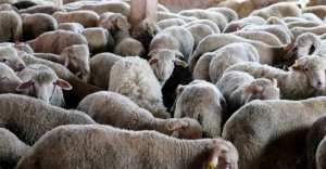 Cherfa nie le recours à l'importation de moutons