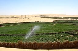 Planète (Algérie/Afrique) - Entre les besoins de l’agriculture et la préservation des ressources: Pour une utilisation responsable de l’eau dans le Sud