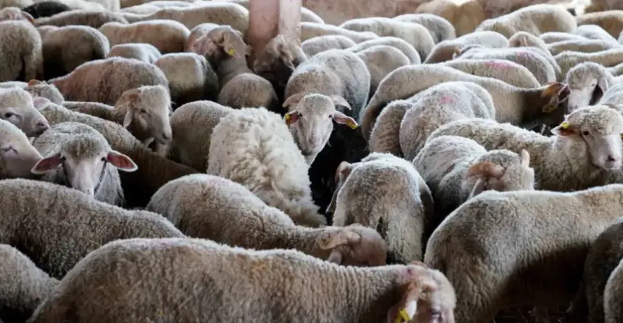 Cherfa nie le recours à l'importation de moutons