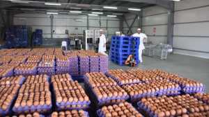 يوسف شرفة يعاين مستثمرة   بالي   بالبويرة