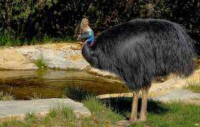 Planète (Océanie) - Australie: C’est quoi ce casoar à casque, un «dinosaure» menacé de disparition ?