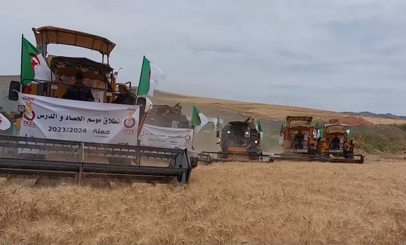 تيزي وزو : ترقب إنتاج أكثر من 200 ألف قنطار من الحبوب