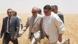 ولاية البيض تراهن على إنتاج أكثر من 100 ألف قنطار من الحبوب