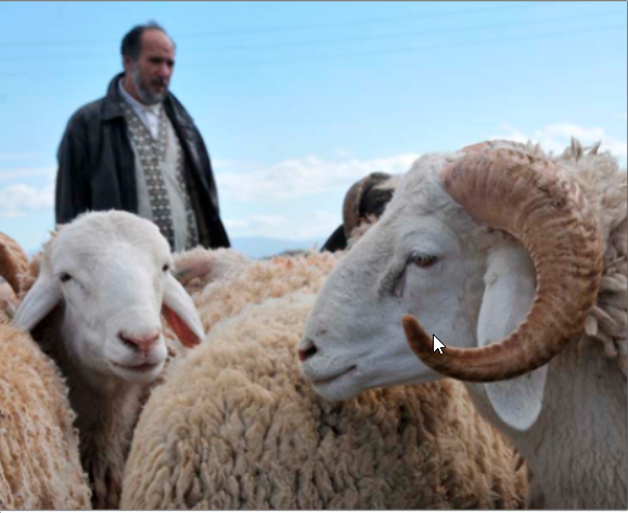 Le prix du mouton toujours inaccessible