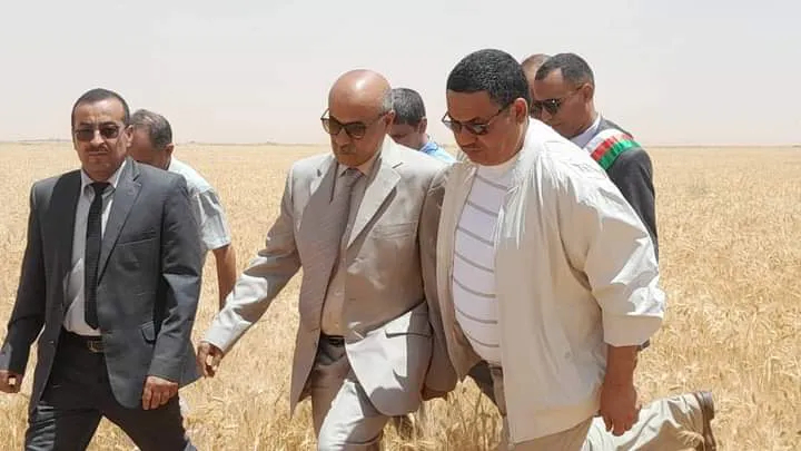 ولاية البيض تراهن على إنتاج أكثر من 100 ألف قنطار من الحبوب