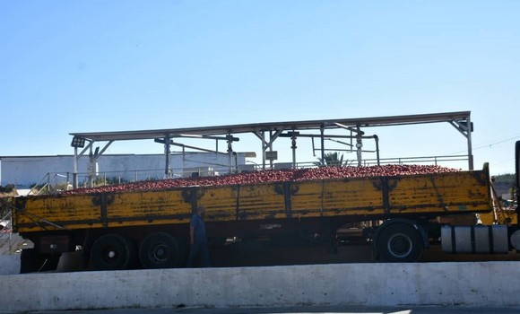 Skikda: coup d'envoi de la campagne nationale de récolte et de transformation de tomates
