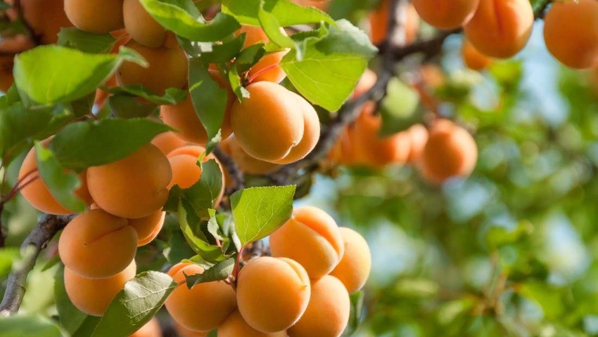 Production d'abricots L'Algérie première en Afrique