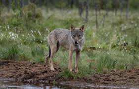 Planète (France/Europe) - Alpes et Préalpes: Les loups sont-ils menacés de disparition ?