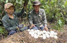 Planète (Asie) - Cambodge: Des dizaines de naissances de crocodiles du Siam recensées, une bonne nouvelle pour l’espèce