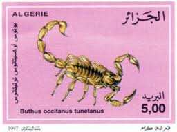 Algérie (Kef Lahmar/El-Bayadh) -  Une fillette de 6 ans tuée par un scorpion