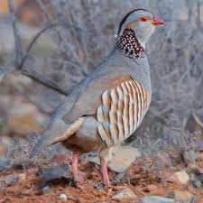 Algérie (Djebabra/Blida) -  Vers un lâcher de 500 perdrix gambra sur les monts de Djebabra