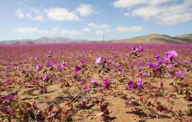 Planète (Amérique du Sud) - Chili: Des milliers de fleurs ont poussé dans le désert d’Atacama, le plus sec du monde