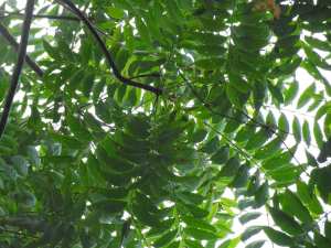 Planète (France/Europe) - Saint Jeannet/Porte des Baous: L’AILANTE : UN ARBRE INVASIF À ÉLIMINER