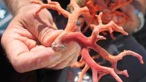 Exploitation du corail Le nouveau gisement de l’Algérie