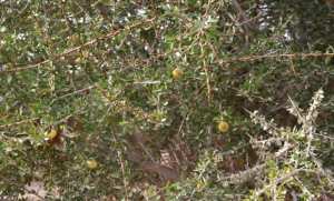 Algérie (Tindouf) -  Intensification des opérations de développement de l'arganier