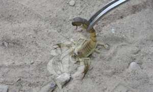 Algérie (Djelfa) - Impératif de renforcer la prévention contre l'envenimation scorpionique