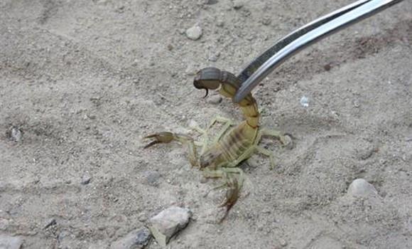 Envenimations scorpioniques: le respect des mesures préventives mis en avant