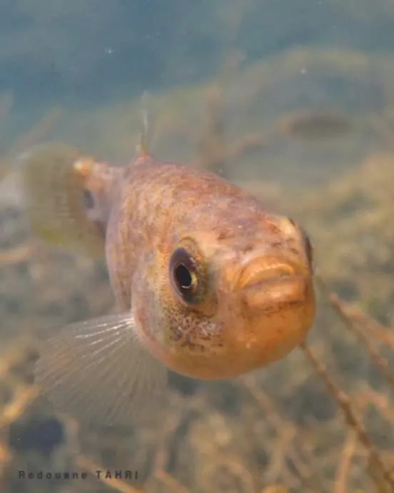 العثور على سمكة مهددة بالانقراض ببشار