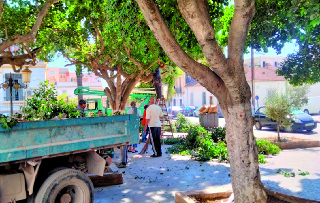 Algérie (Guelma) - Place du théâtre régional: Le ficus dépérit à vue d’œil