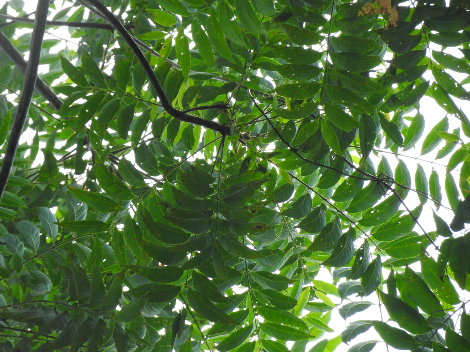 Planète (France/Europe) - Saint Jeannet/Porte des Baous: L’AILANTE : UN ARBRE INVASIF À ÉLIMINER