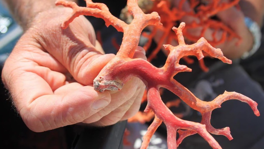 Exploitation du corail Le nouveau gisement de l’Algérie