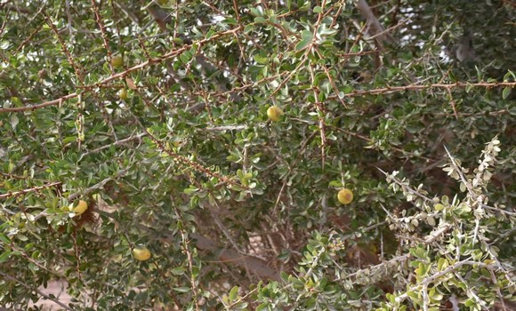 Algérie (Tindouf) -  Intensification des opérations de développement de l'arganier