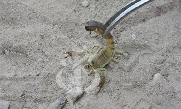 Algérie (Djelfa) - Impératif de renforcer la prévention contre l'envenimation scorpionique