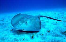 Planète (Espagne/Europe) - Barcelone: Drapeau rouge, baignade interdite… La présence de raies fait fermer des plages