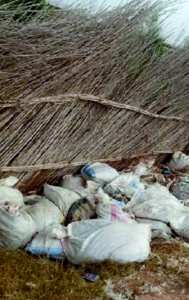 Algérie (Hassi Mamèche/Mostaganem) -  Les déchets des abattoirs clandestins nuisent à l’environnement