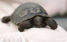 Planète (France/Europe) - Ajaccio: Pour la première fois en France, une tortue des Galapagos est née en captivité